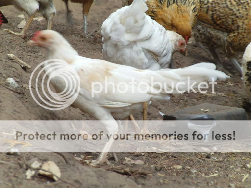 FILE0591.jpg
