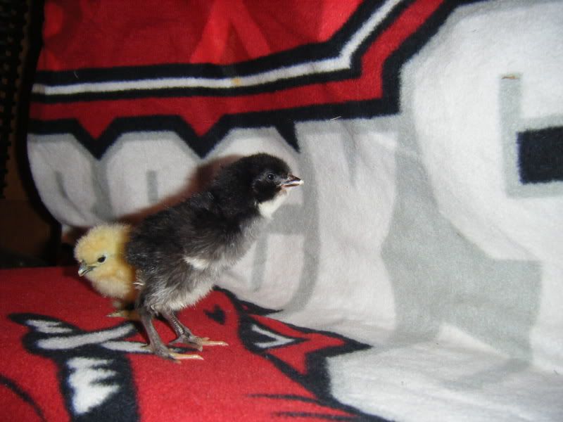 BabyChicks2015.jpg