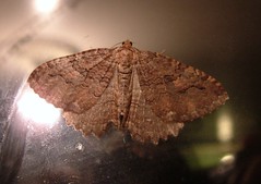2534374734_5f50923b33_m.jpg