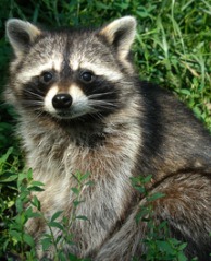 chicken-predators-raccoon.jpg