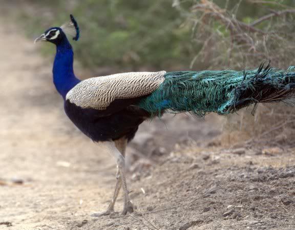 Tholbirdsanctuarycristatus.jpg