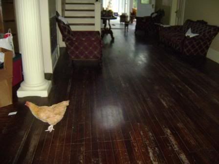 chickeninthehouse2.jpg