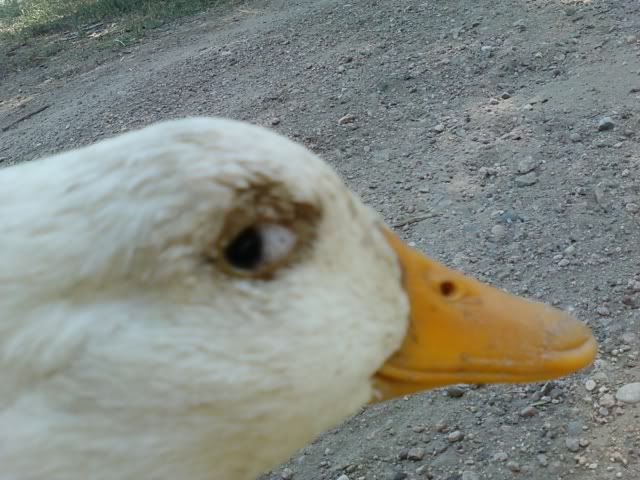 duckeye.jpg