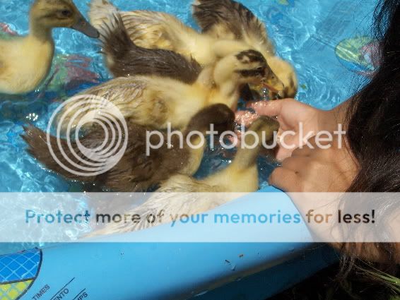 ducklings3.jpg