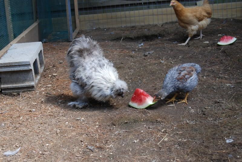 watermelonday003.jpg