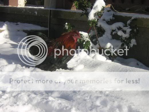 pepsnow.jpg