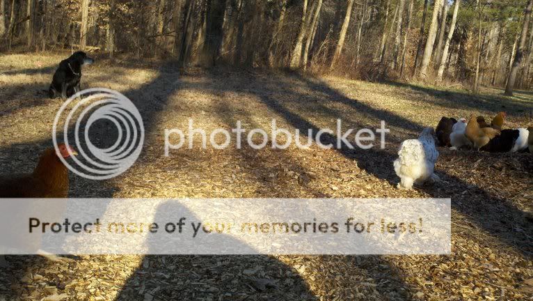 photobucket-5381-1328568728936.jpg