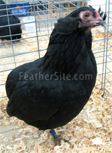 BlackBantyAraucanaHen.JPEG