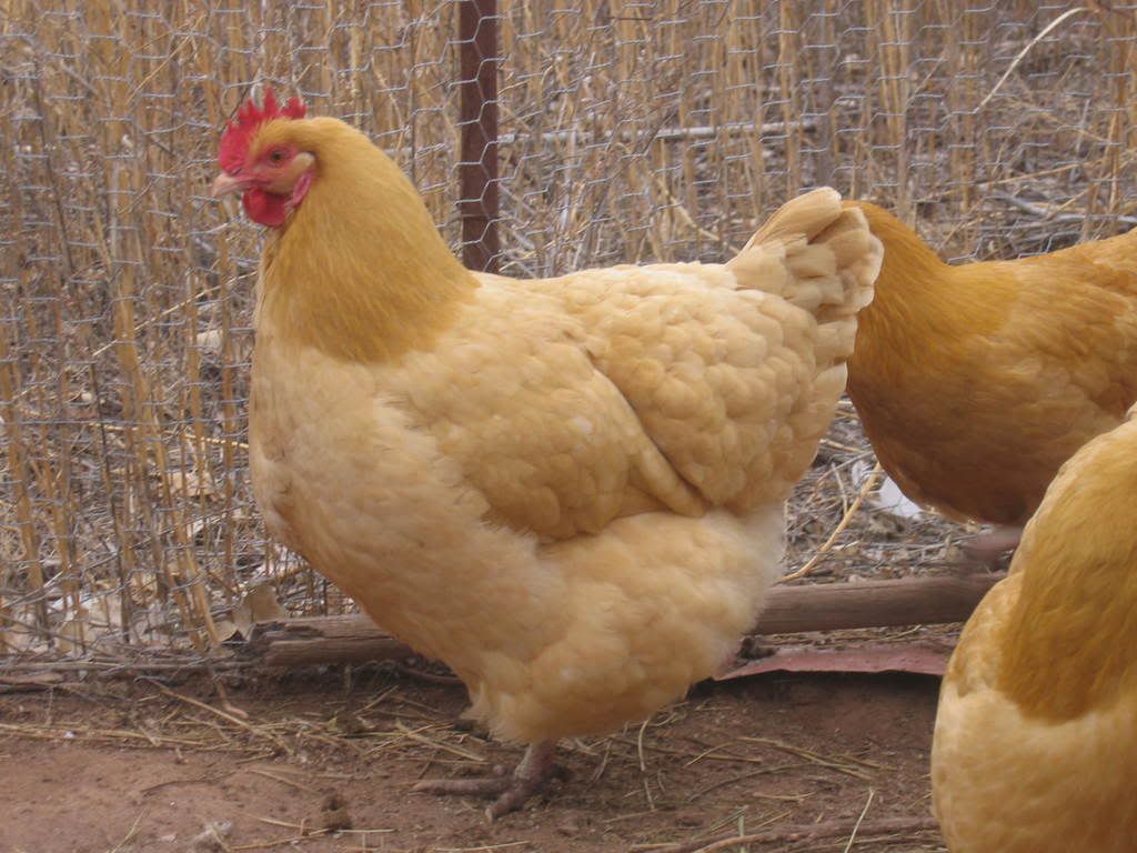 Chickens039.jpg