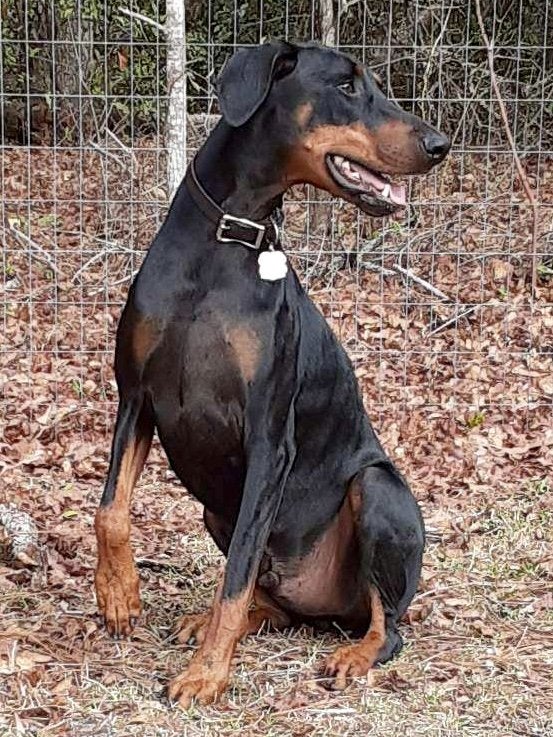 Dog Dobermann Carnivore Liver Fence