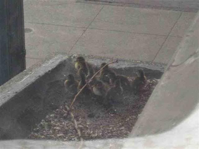 duck2Small.jpg