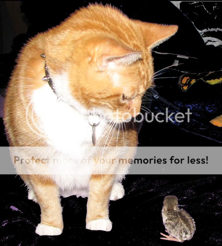 ChookLook.jpg