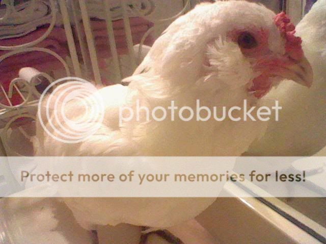 Ameraucana.jpg