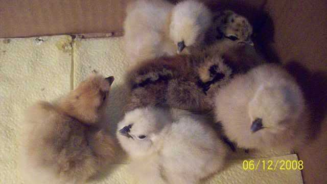 MychicksFirstdayJune122008025.jpg