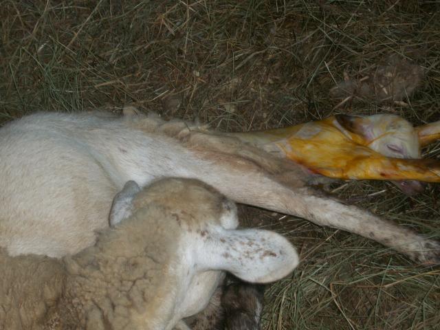 82_first_lamb_010.jpg