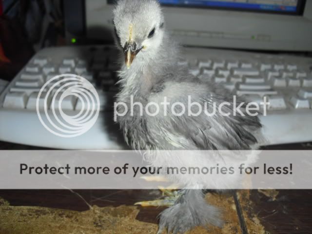 CIMG0177.jpg