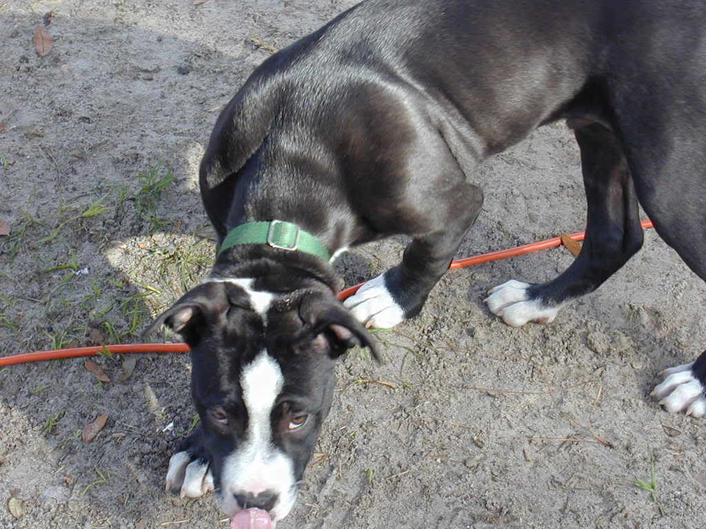 DOGGIEPICZ040.jpg