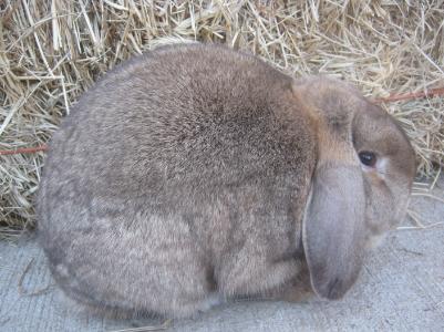 Lynx%20Mini%20Lop%20Rabbit.JPG.opt401x300o0%2C0s401x300.JPG