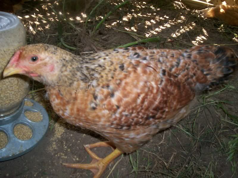 newcoop014.jpg