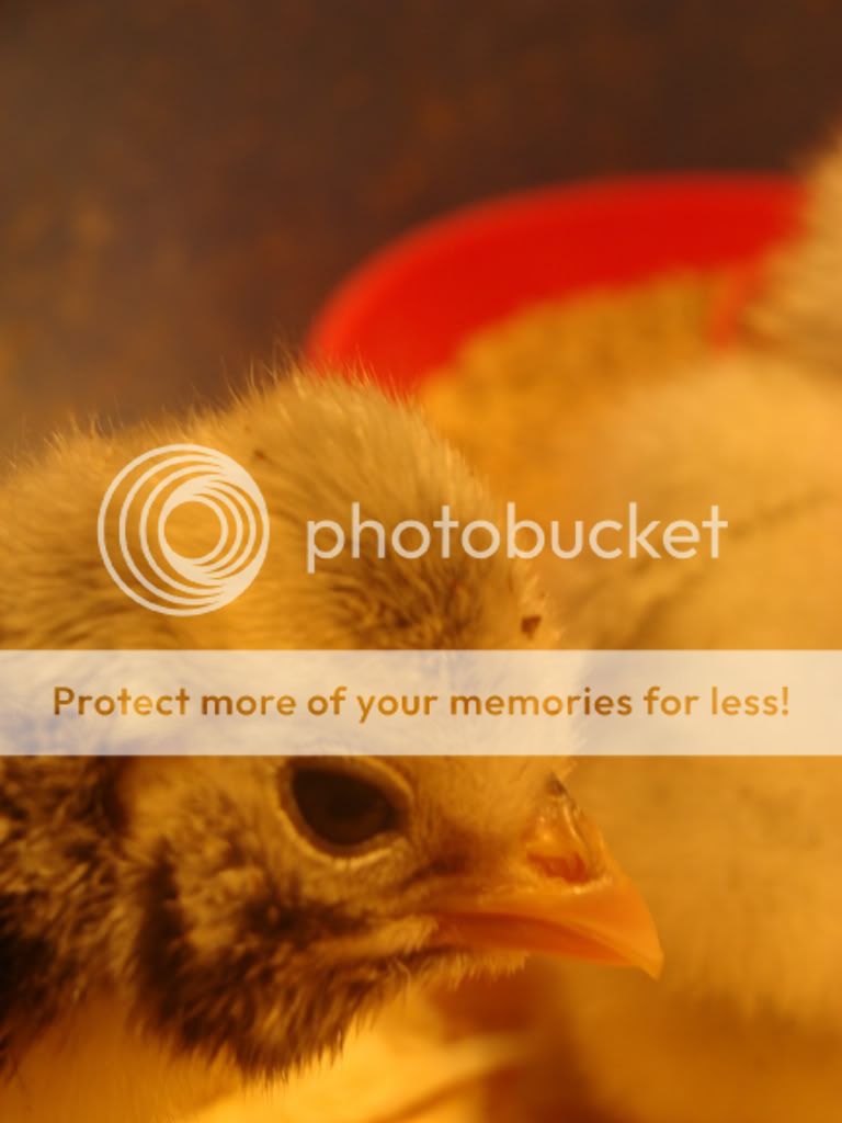 ChickPicks1486.jpg