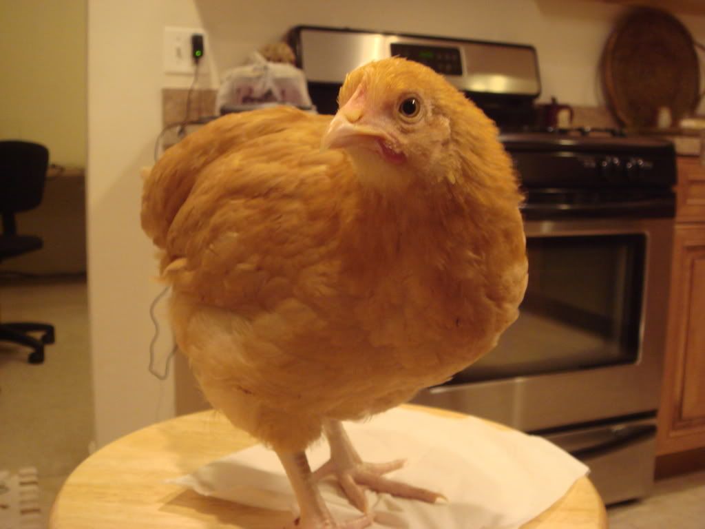 Chicks74and2wks2-1.jpg