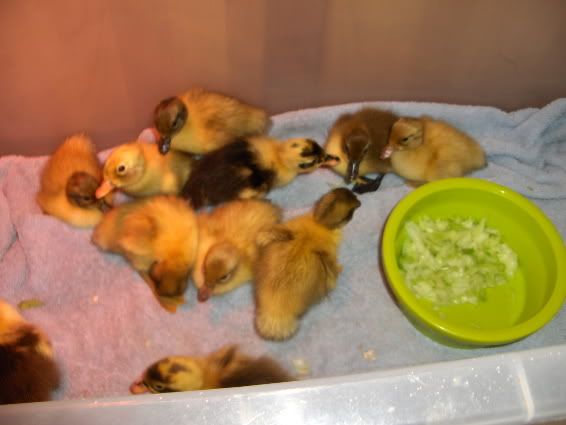 1dayold-1.jpg