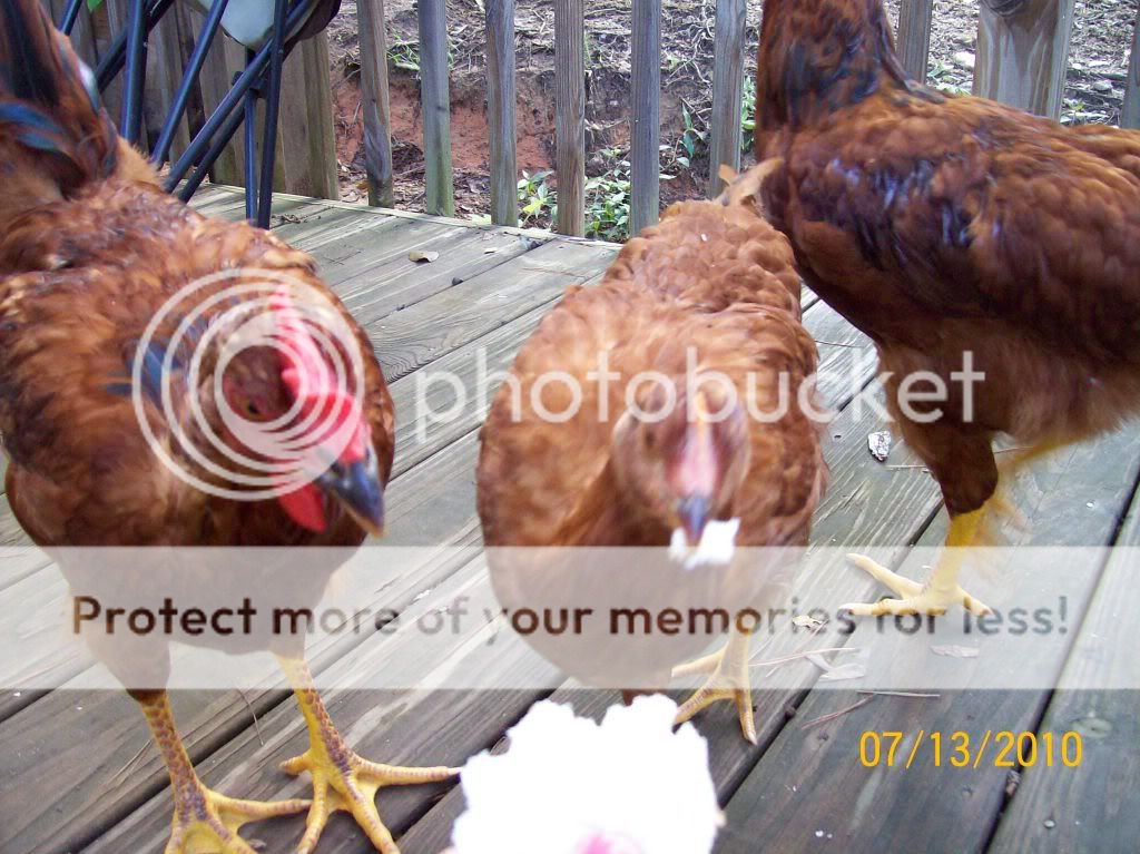 ChickensJuly13044.jpg