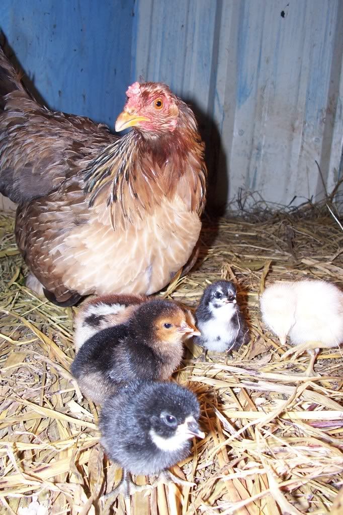Chicks011.jpg
