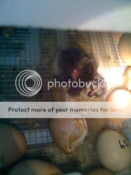 ichick.jpg