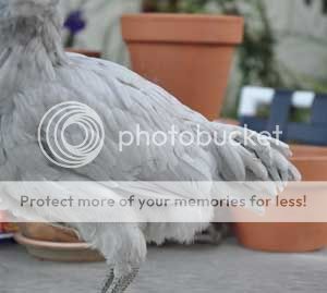 mimzytail-web.jpg