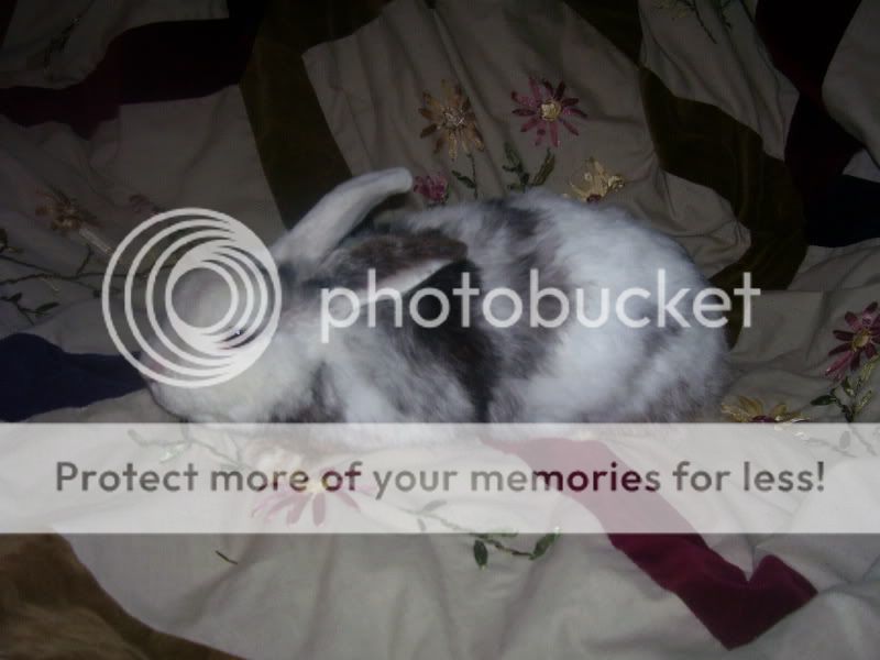 rabbits002.jpg