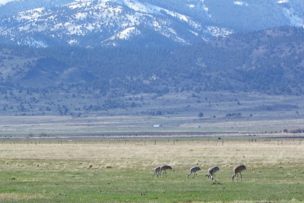 surprise-valley-ca-600x400.jpg