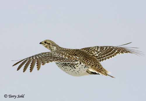 sharp_tailed_grouse.jpg