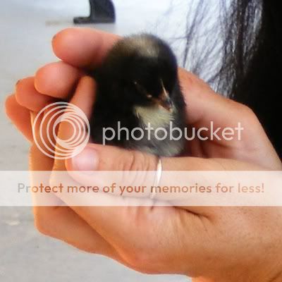 chick.jpg