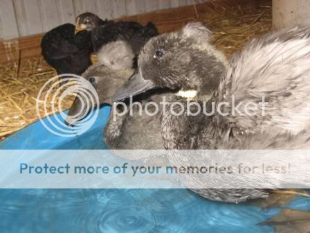 CopyofSpring2011115.jpg