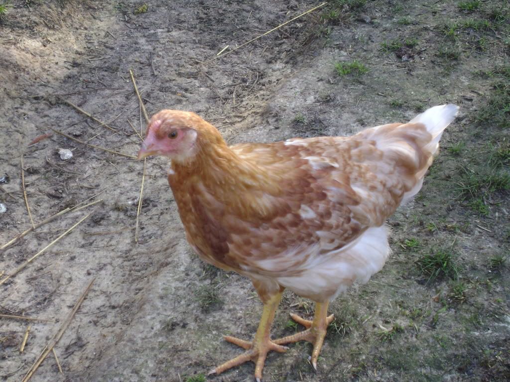 DSC00287.jpg