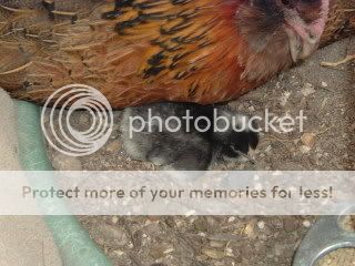DSCF1541.jpg