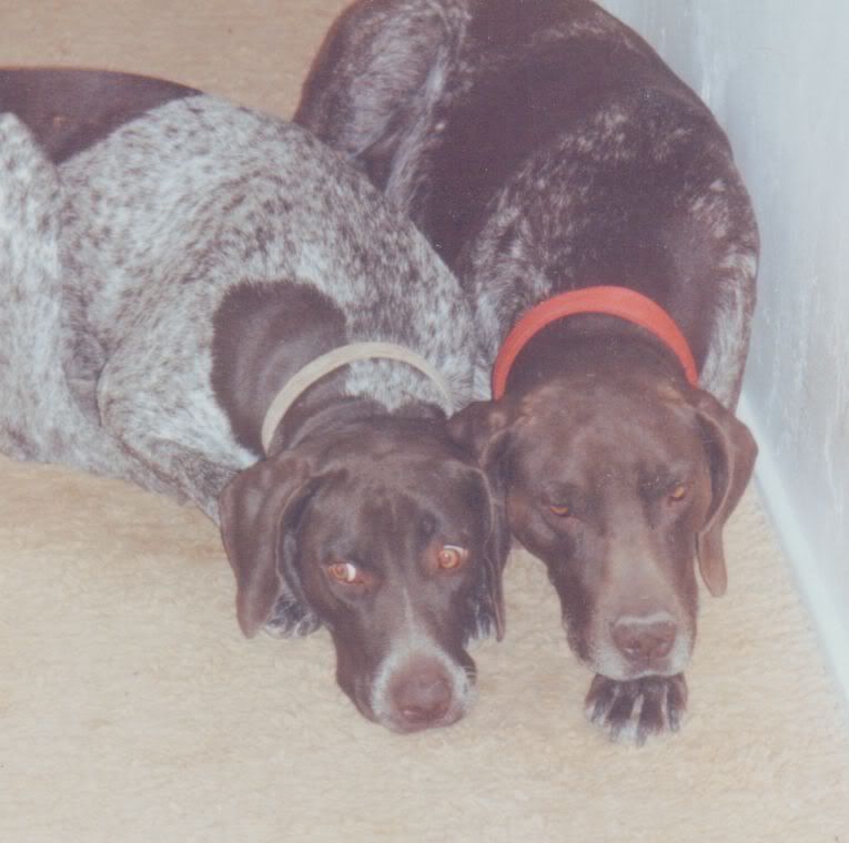 PennyandToby.jpg