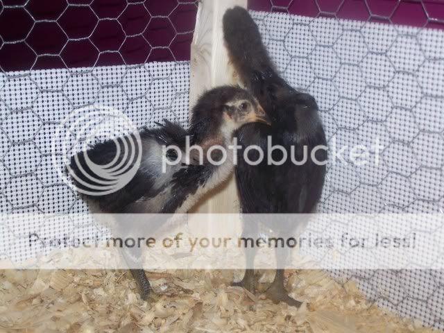 Orderhatched017.jpg