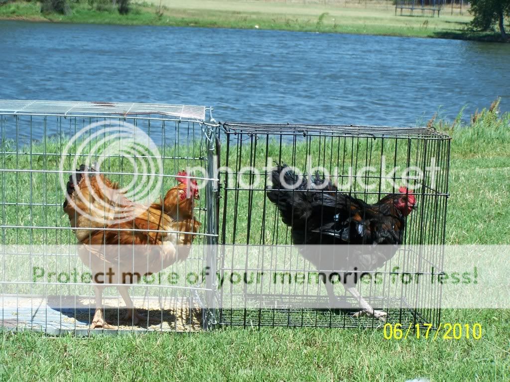 GoatsandRangers030.jpg