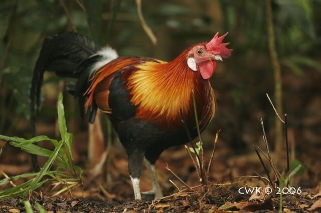 Singaporered_junglefowl_5828_jcwk.jpg