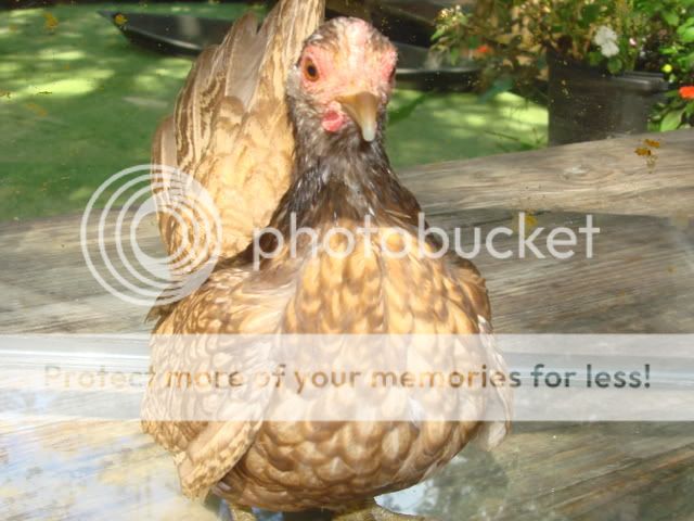 NewPixs052.jpg