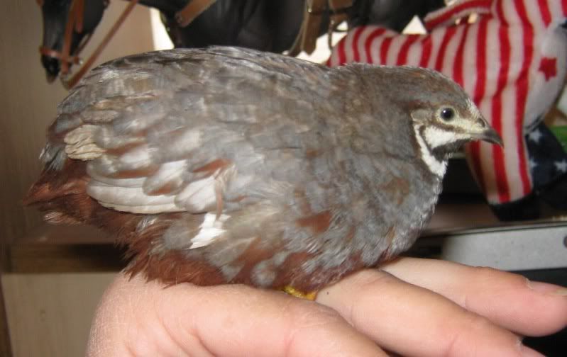 Redbreastedmale4.jpg