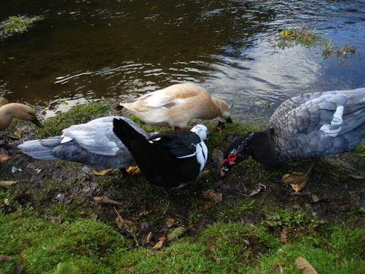 DSC08991.JPG