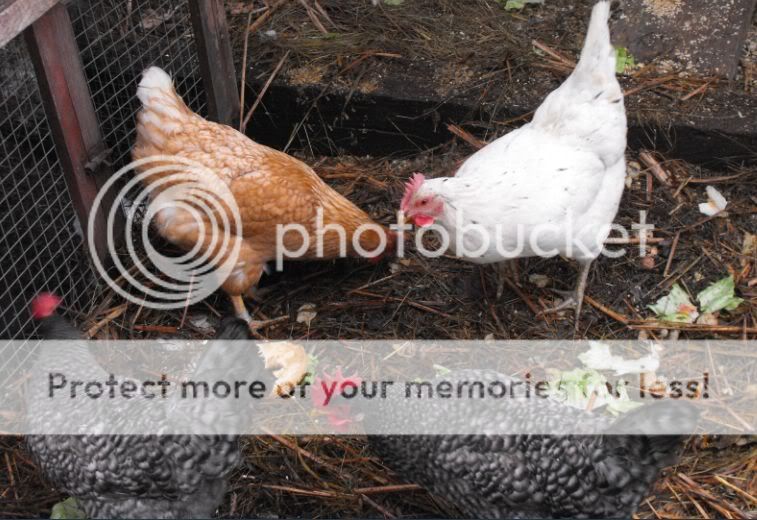 Myhens.jpg