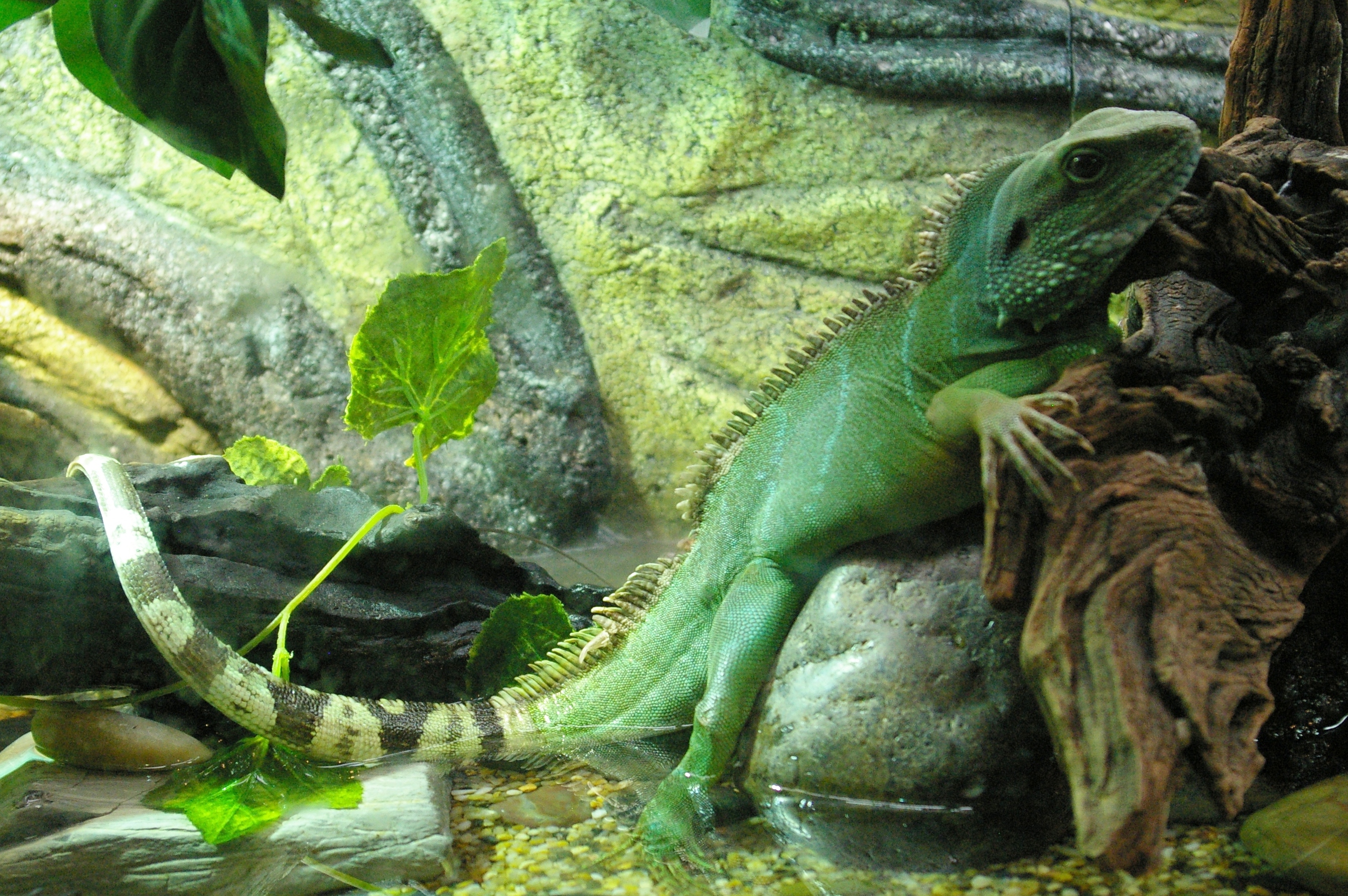 0051_20090621_Chinese_water_dragon.jpg