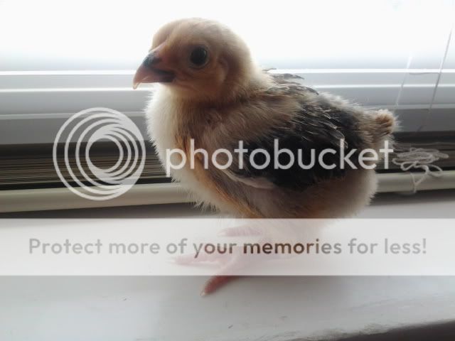 2011-05-10095857.jpg