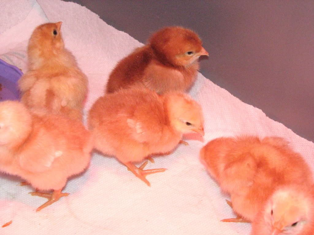 chickens008.jpg