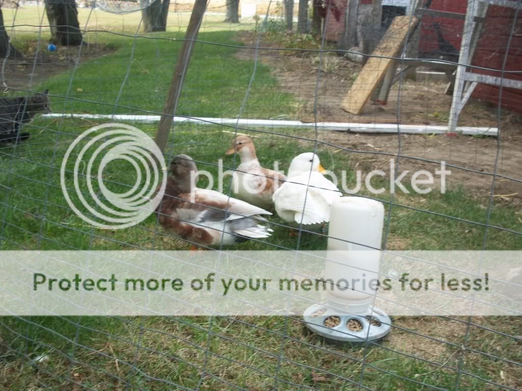 CallDucks019.jpg