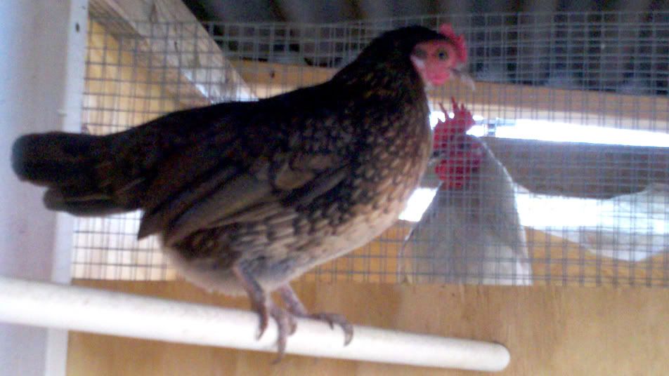 2011-02-13_16-43-28_456.jpg